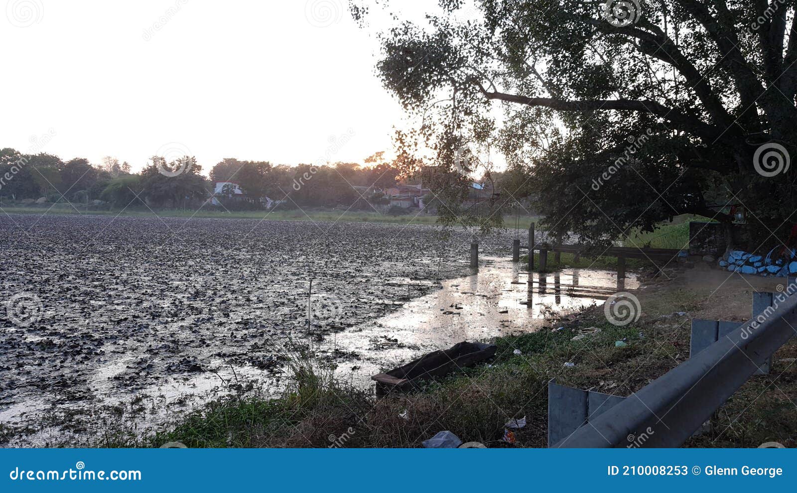 Cultivation of Water Chestnut Also Known As Singhada in Hindi Stock