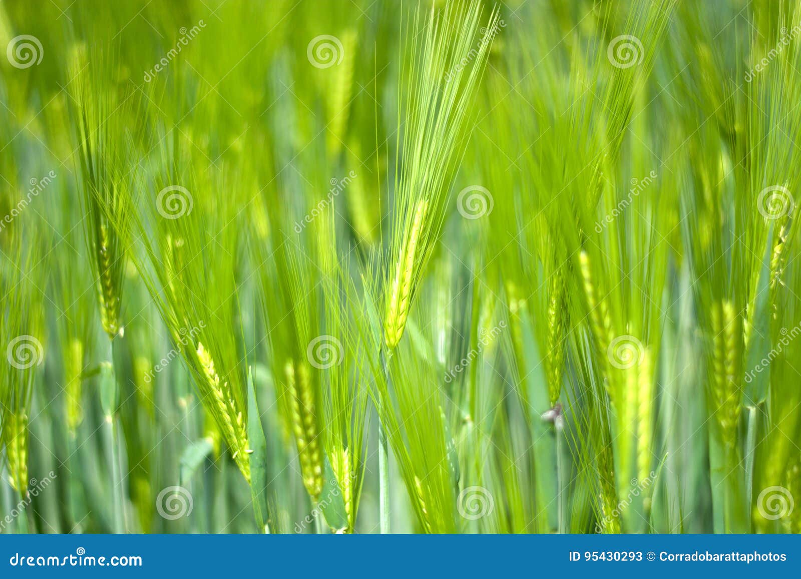 a wheat field at springtime