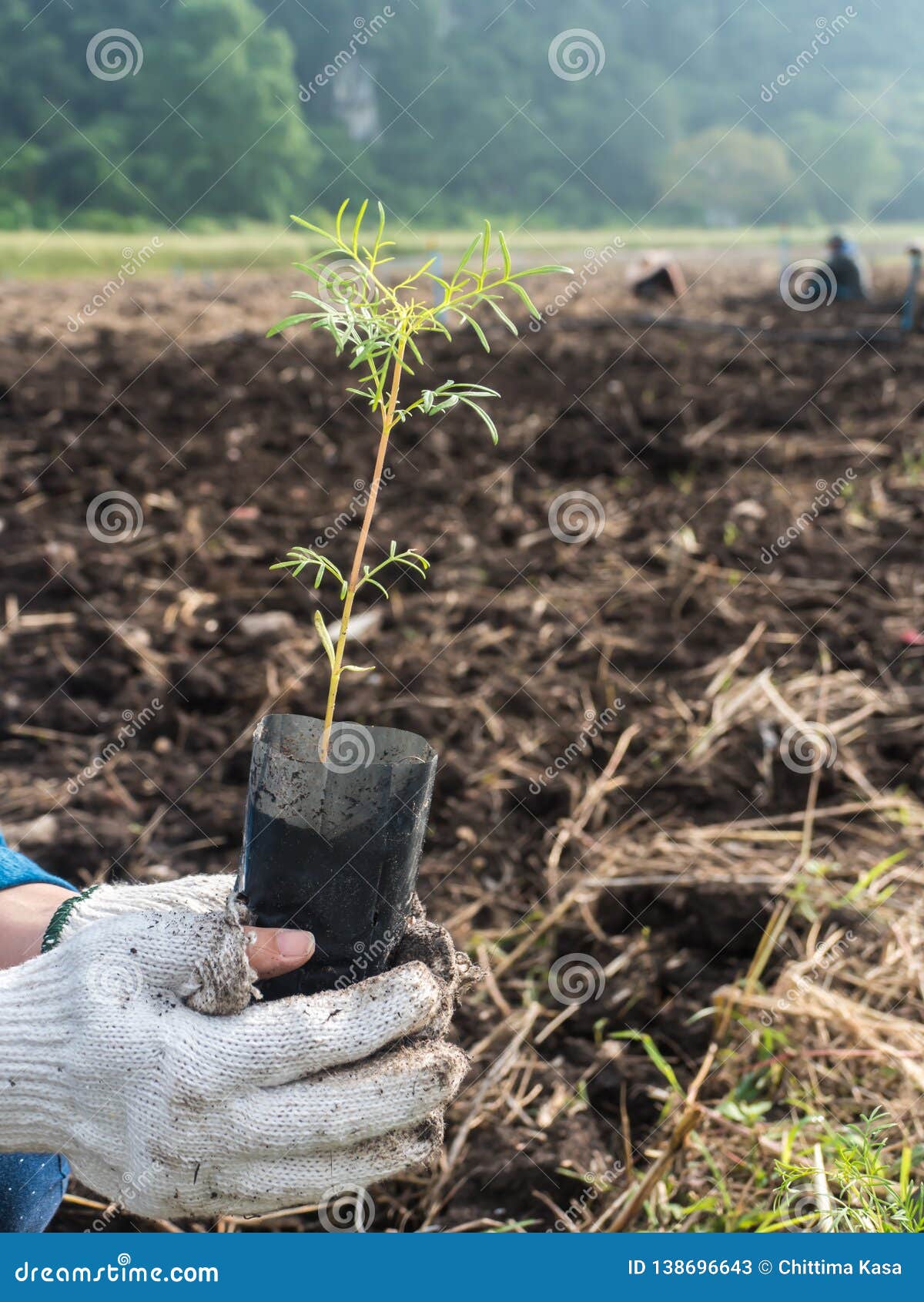 Cultivez La Jeune Jeune Plante De La Fleur De Cosmos Image stock - Image du  sapling, extérieur: 138696643