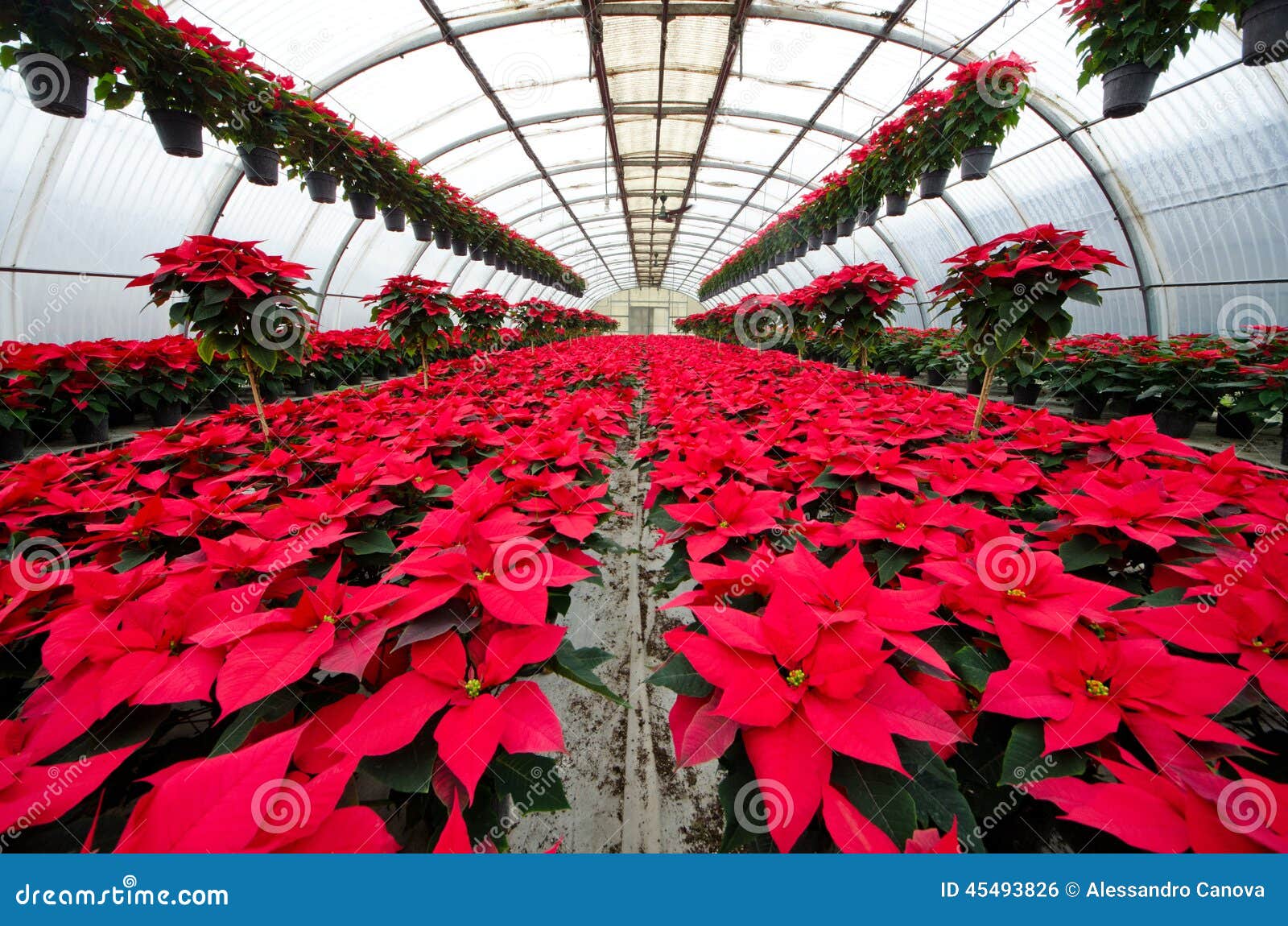 Cultivo Da Estufa Das Poinsétias Foto de Stock - Imagem de estrela,  naughty: 45493826