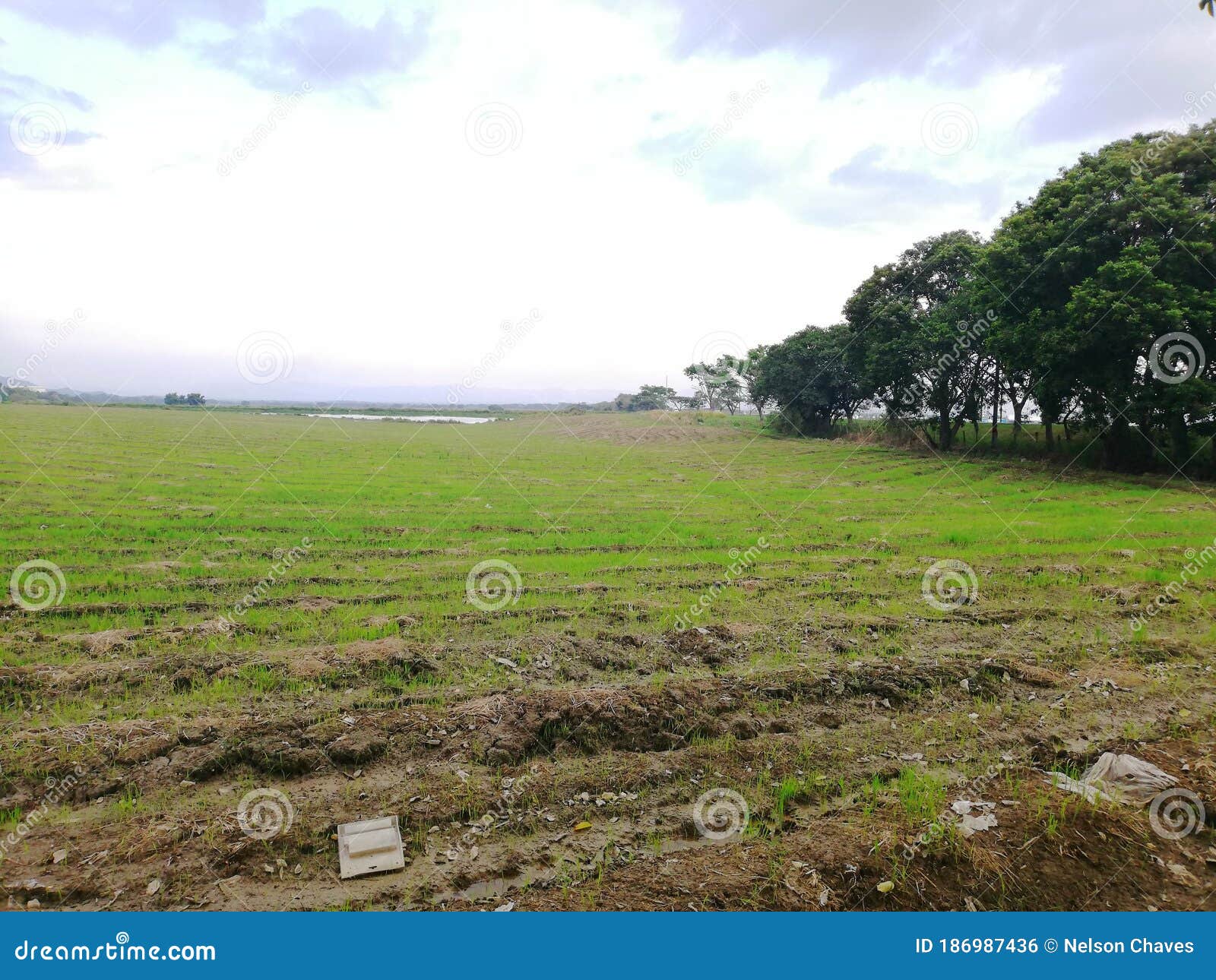 cultivo de arroz en su etapa inicial