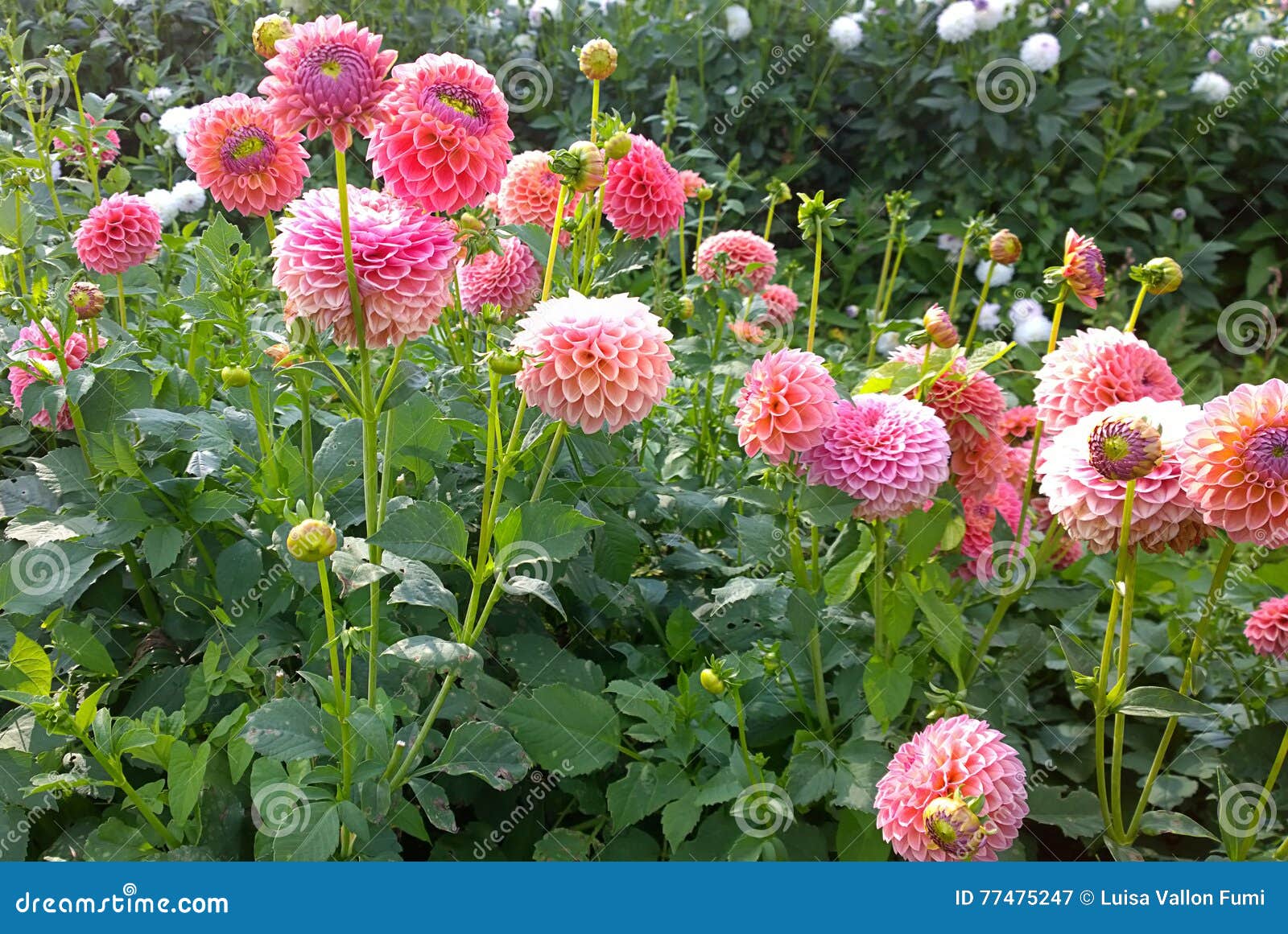 Cultivo De Las Dalias Al Aire Libre En Verano Imagen de archivo - Imagen de  flores, campo: 77475247