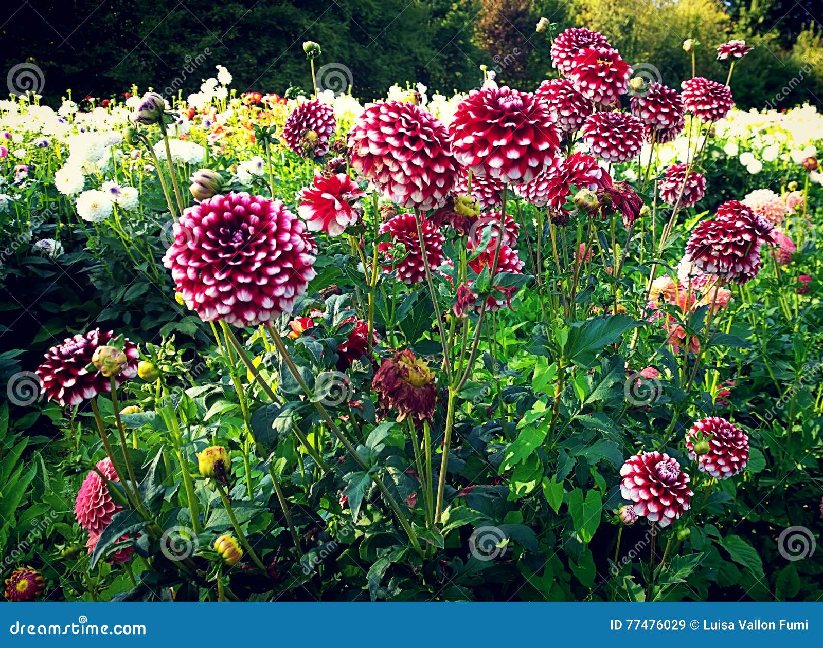 Cultivo De Las Dalias Al Aire Libre En Verano Imagen de archivo - Imagen de  verano, campo: 77476029