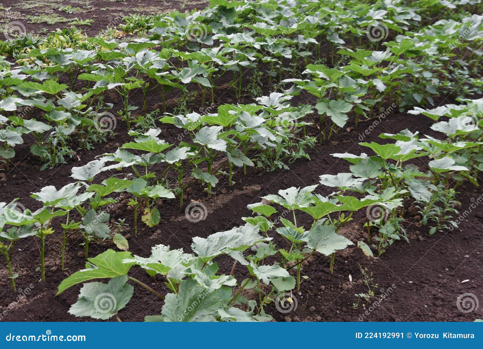 Cultivo de okra. imagen de archivo. Imagen de cierre 224192991