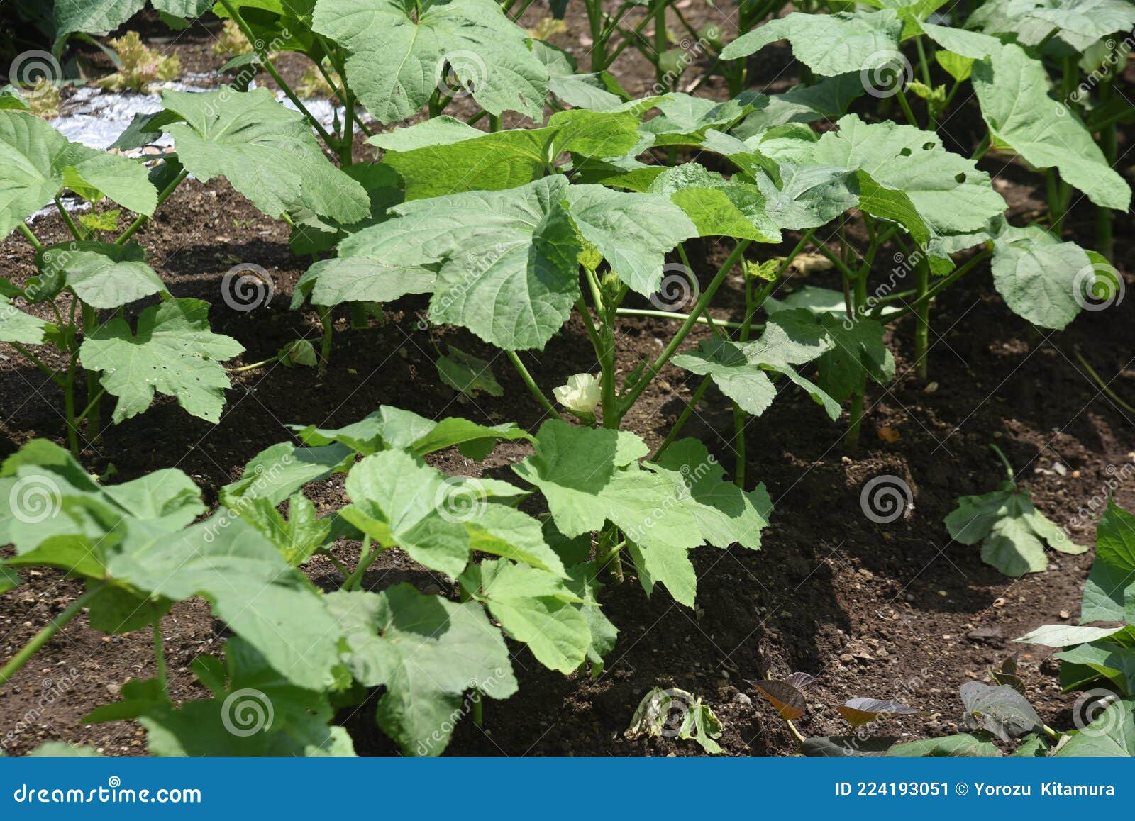 Cultivo de okra. imagen de archivo. Imagen de comestible 224193051