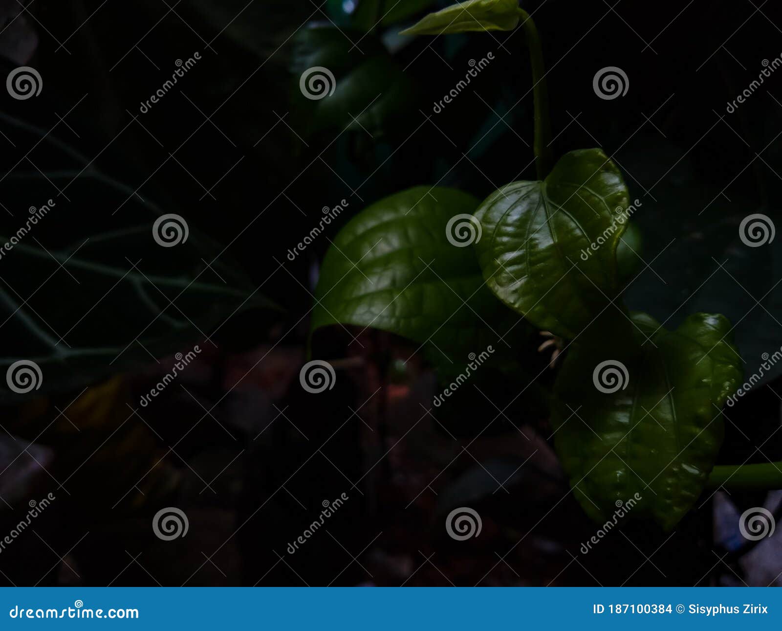 Cultivo De Plantas De Pimienta Negra Foto de archivo Imagen de animal