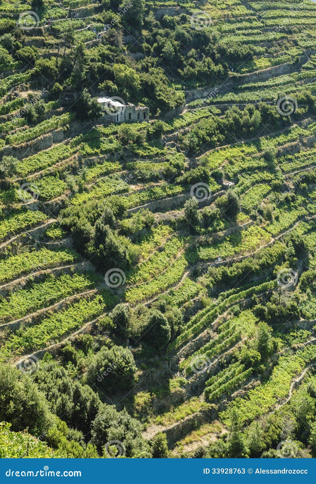Cultivo Del Vinedo En Terrazas En La Ladera Imagen De Archivo