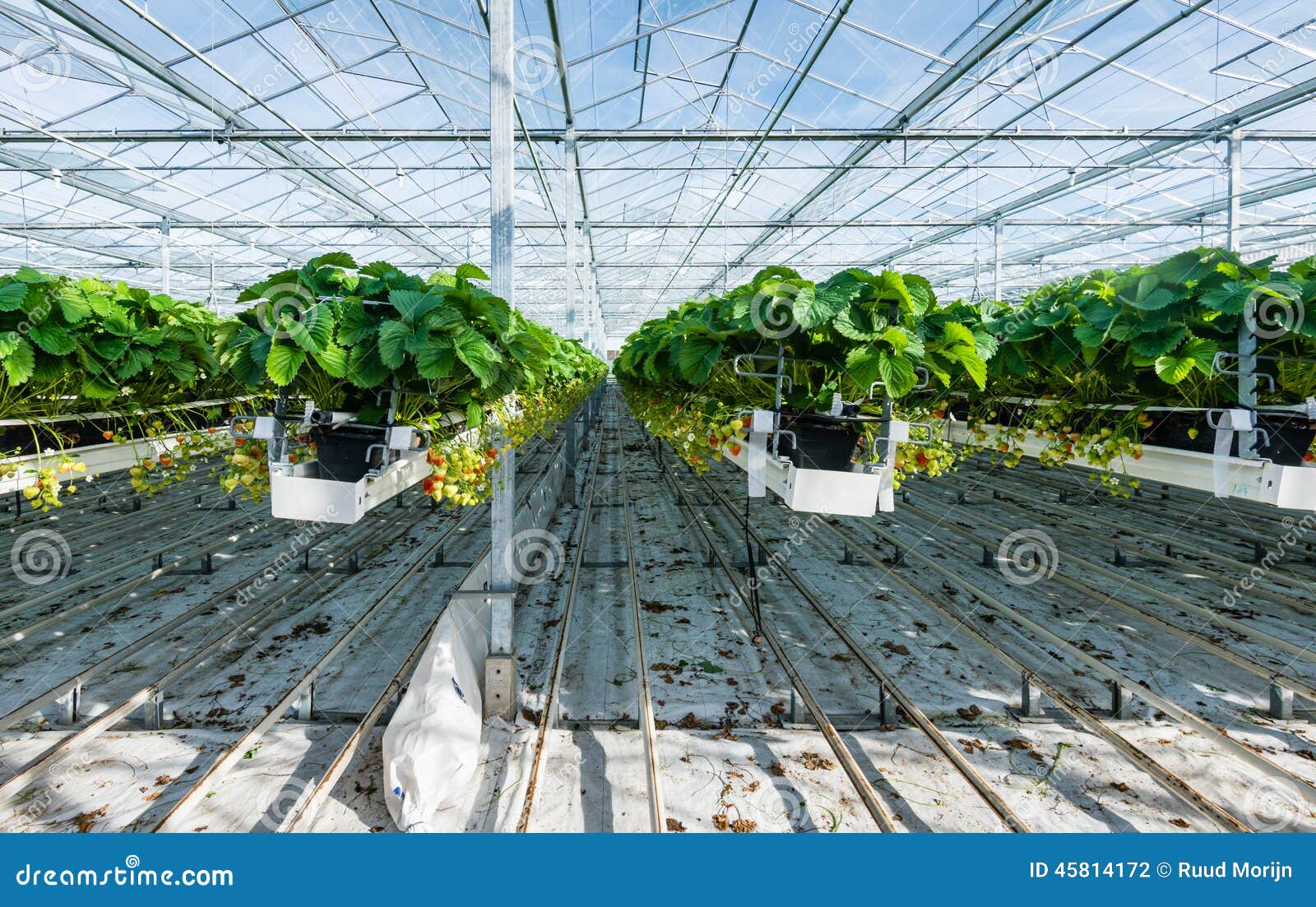 Como Cultivar Morangos Hidropnicos Com Imagens Como Cultivar Morangos Hidropnicos Com Imagens