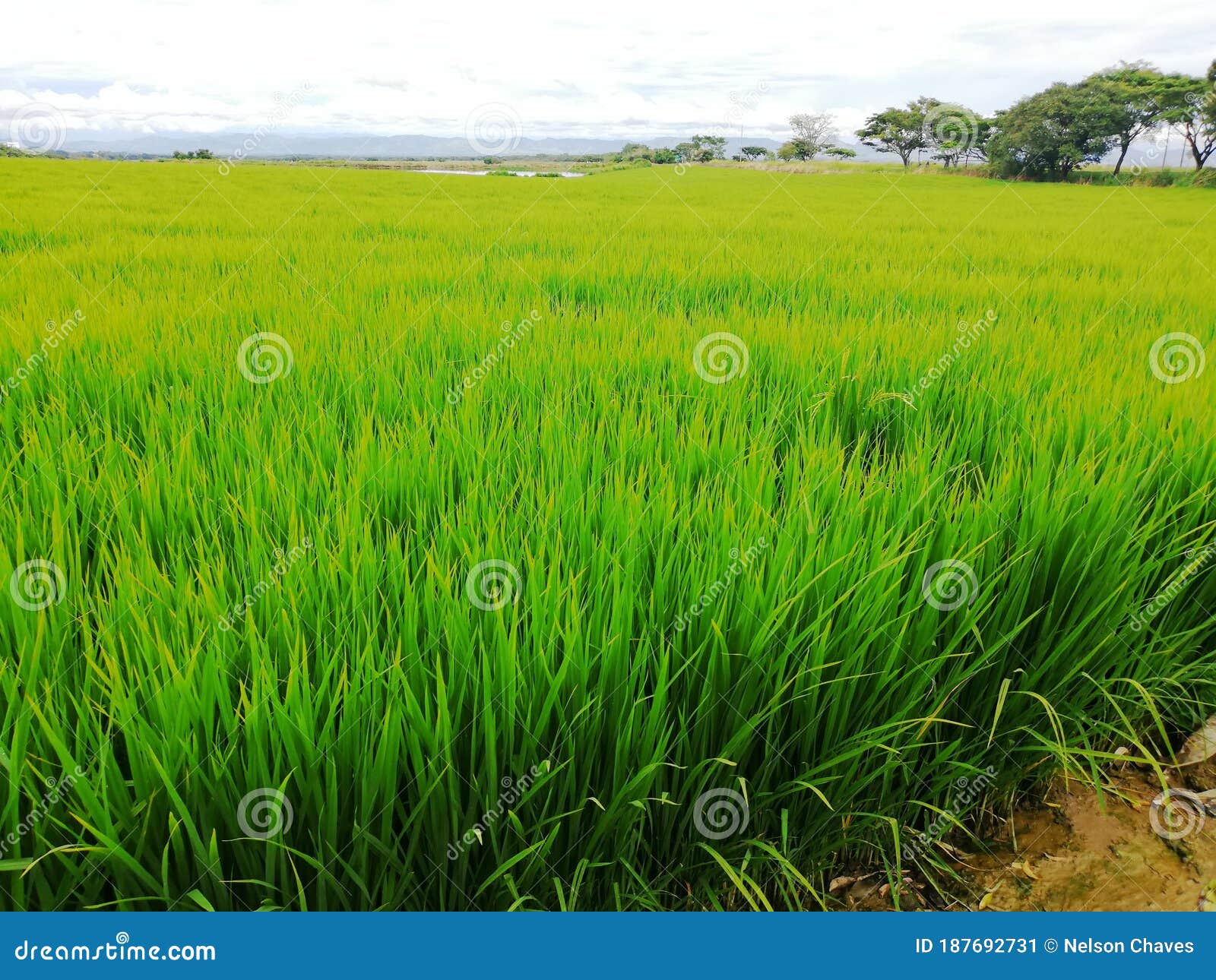 cultivo verde de arroz pre espiga