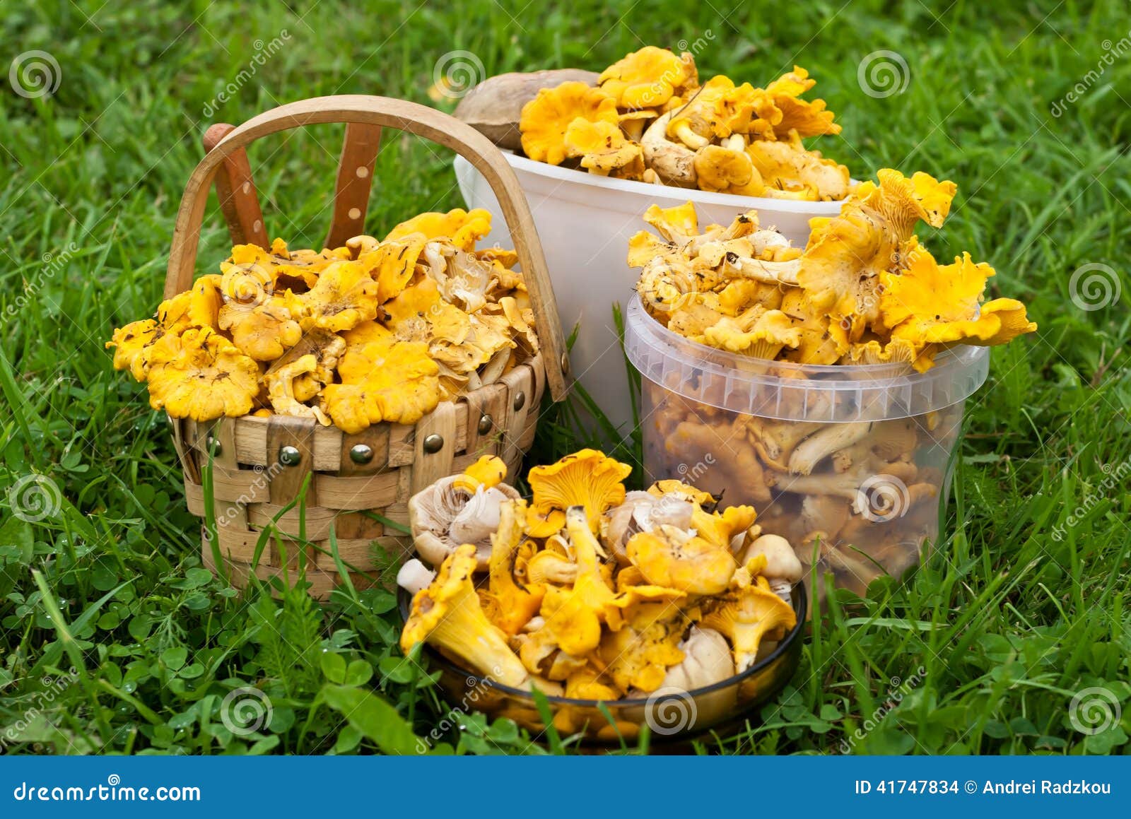Culture des chanterelles photo stock. Image du normal 41747834