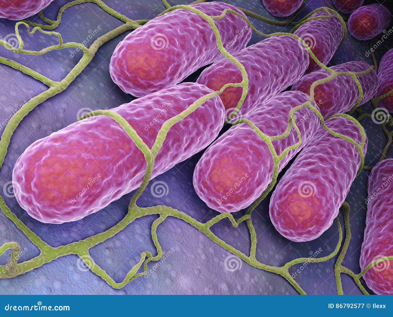 Culture of Salmonella Bacteria Stock Illustration Illustration of