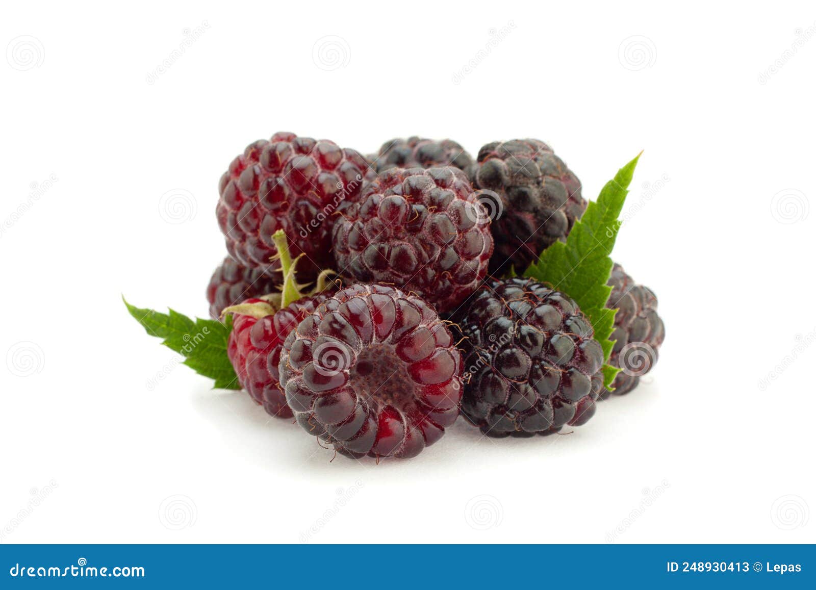 Cumberland Hybrid Raspberry and Blackberry Stock Image Image of