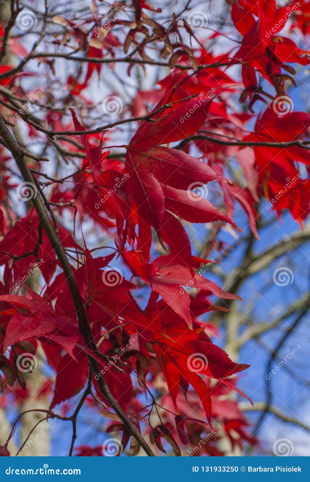 Cumbria, περιοχή λιμνών, Αγγλία, το UK - χρώματα του φθινοπώρου  κόκκινοι φύλλα και μπλε ουρανοί. Αυτή η εικόνα παρουσιάζει μερικούς κόκκινους φύλλα και μπλε ουρανούς σε Cumbria, περιοχή λιμνών, Αγγλία Λήφθηκε μια ηλιόλουστη ημέρα τον Οκτώβριο του 2018