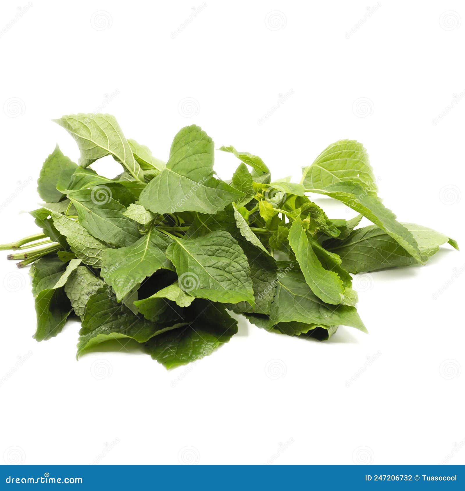 Cumin Leaves on White Background Stock Photo Image of grocery, green