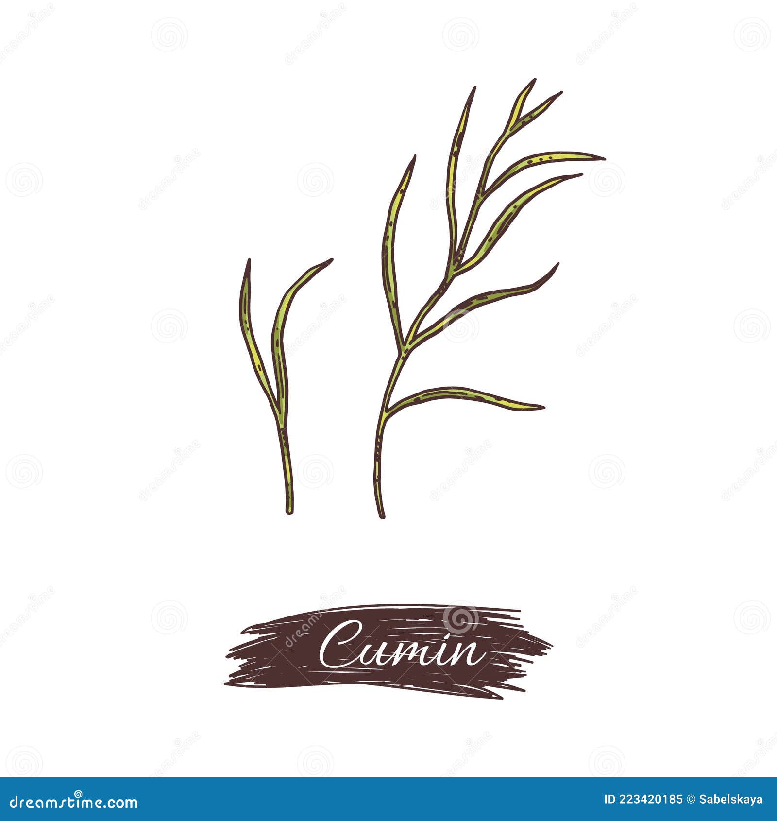 Cumin Plant Branches Collection, Engraving Style Vector