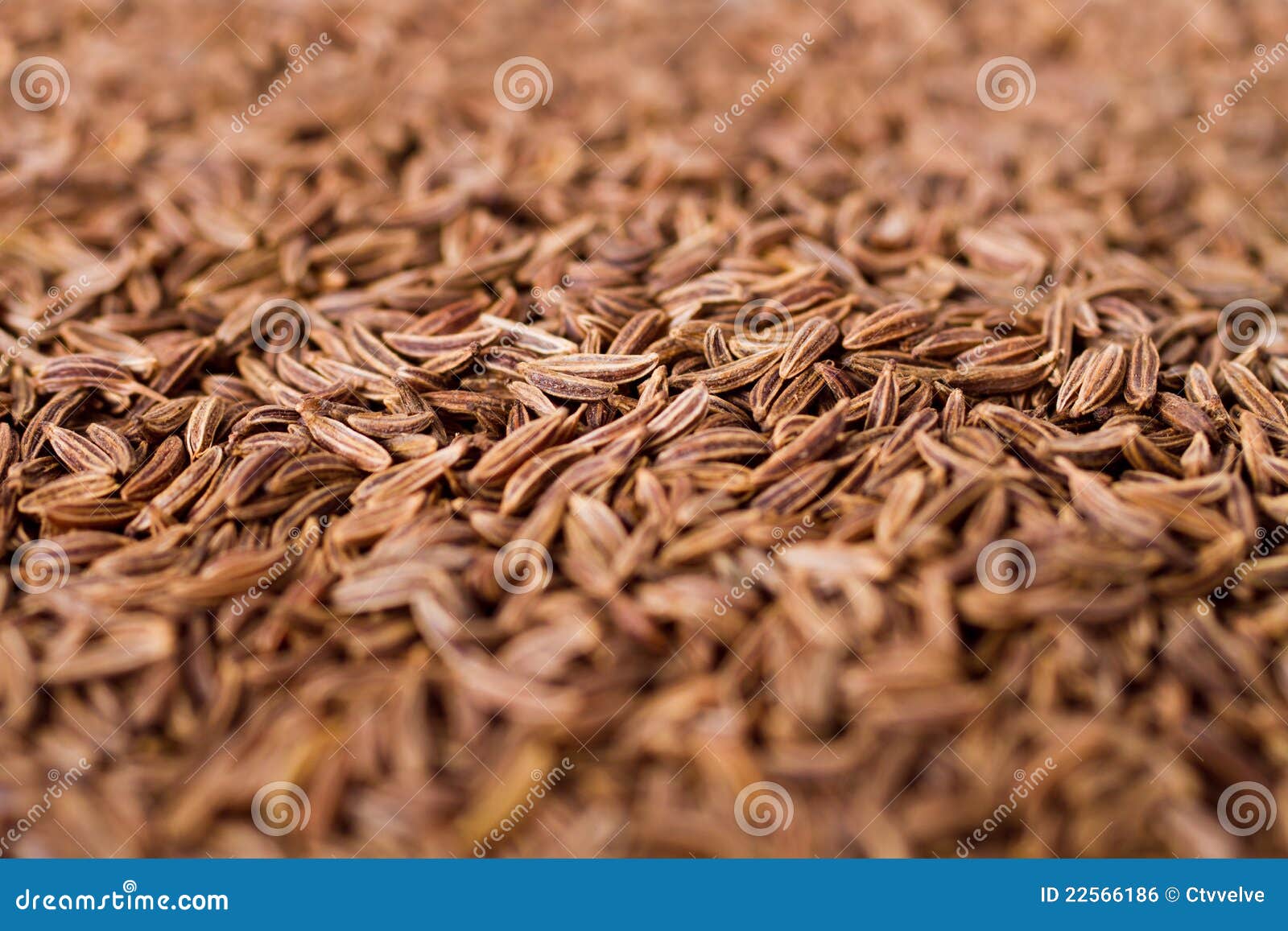 Cumin seeds stock photo. Image of flavor, colorful, macro 22566186