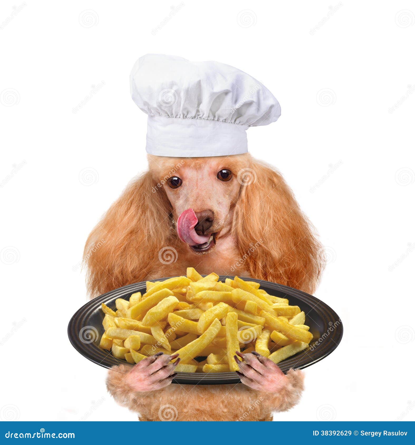 Собака повар