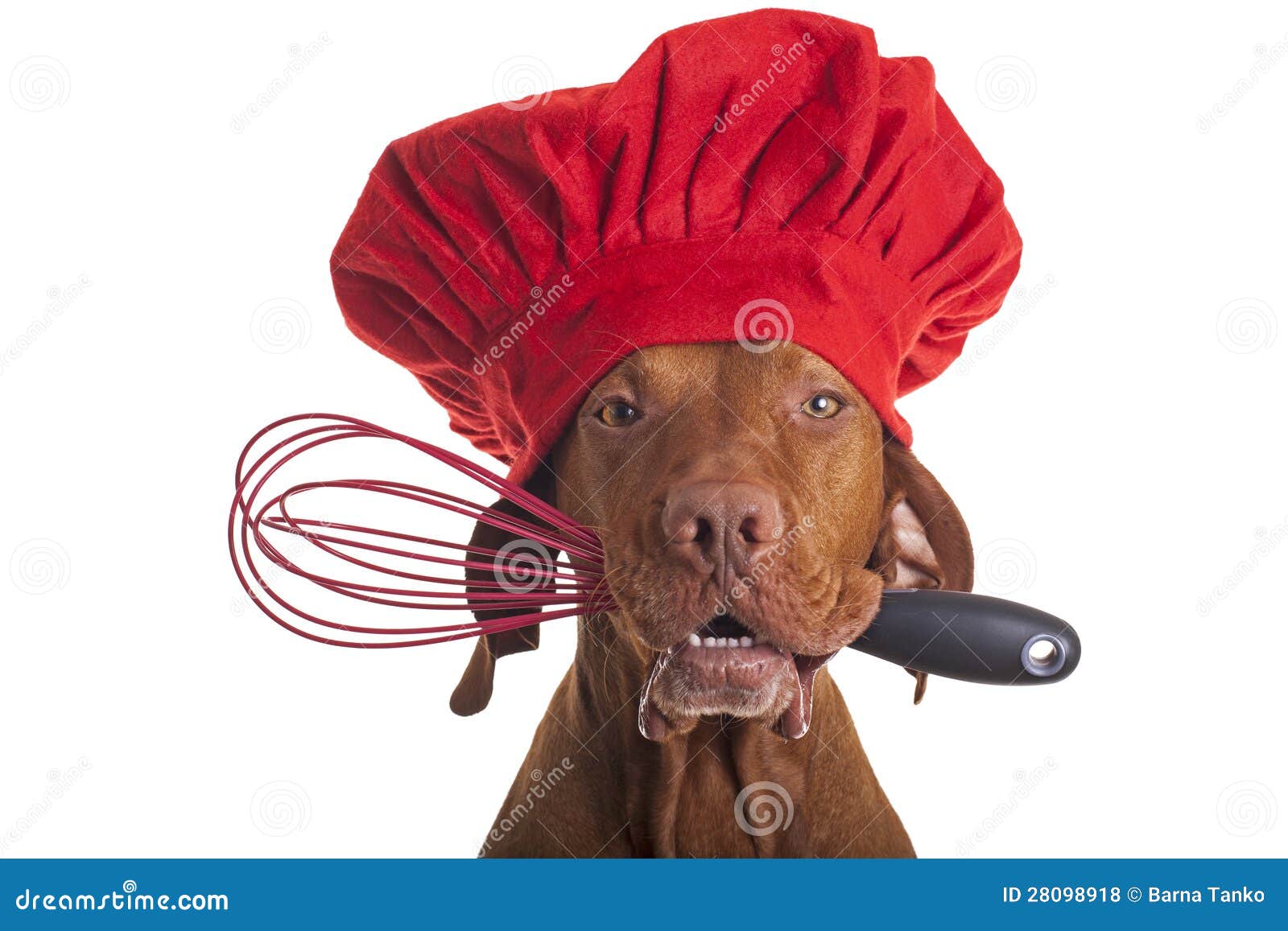 Cuoco Unico Del Cane Con Il Frullino Per Le Uova Fotografia Stock Immagine Di Chef Alimento 28098918