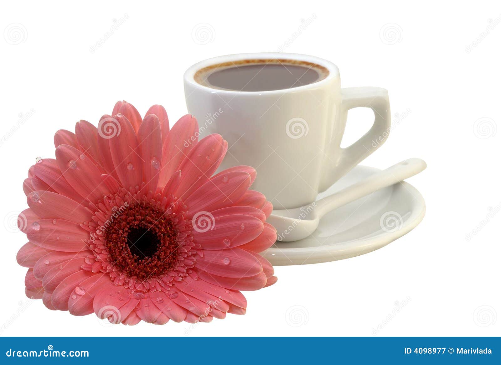 Cup of Coffee with a Gerbera Stock Image Image of morning