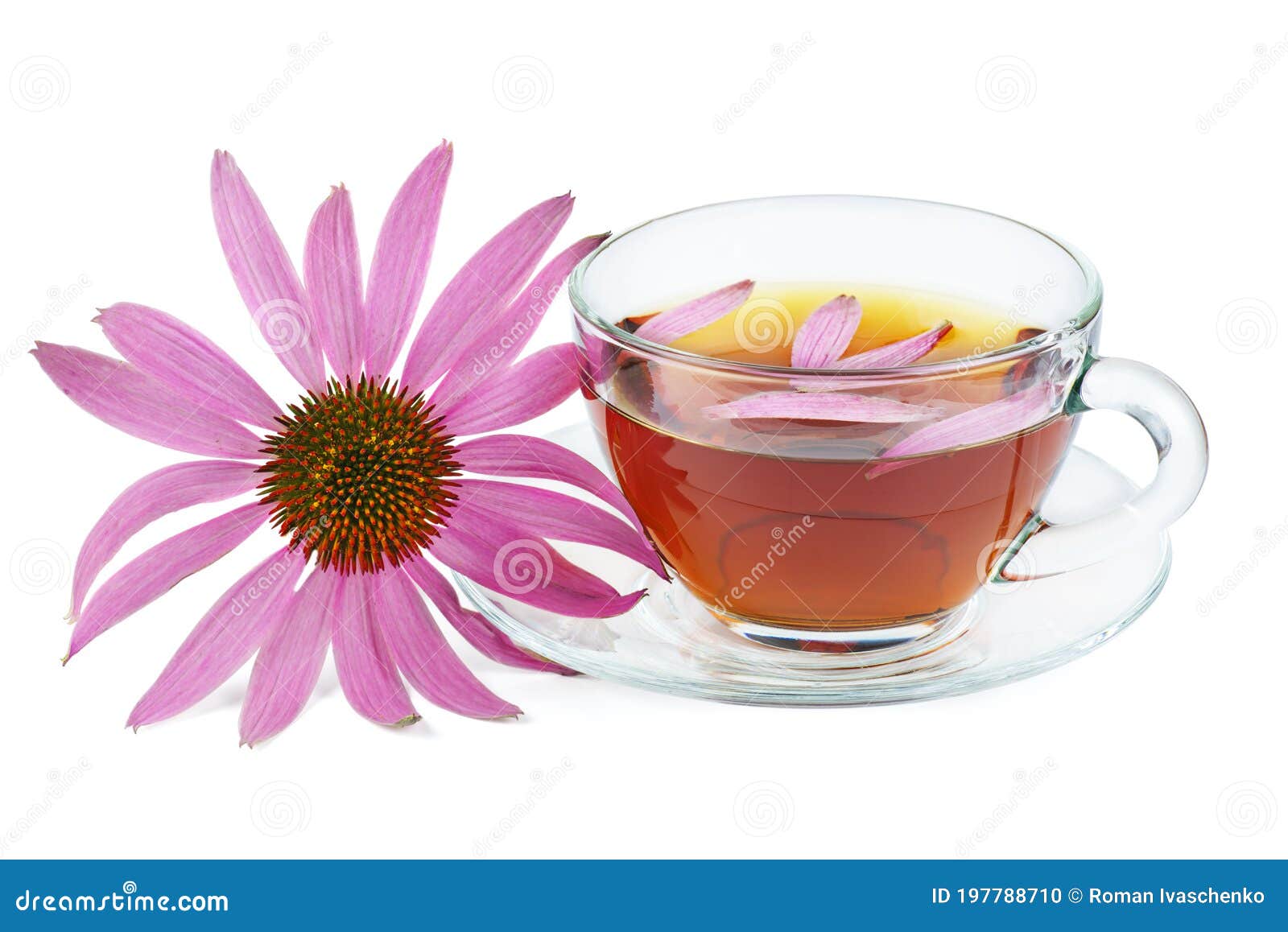 Cup of Herbal Tea and Echinacea Flower Isolated on White Stock Photo