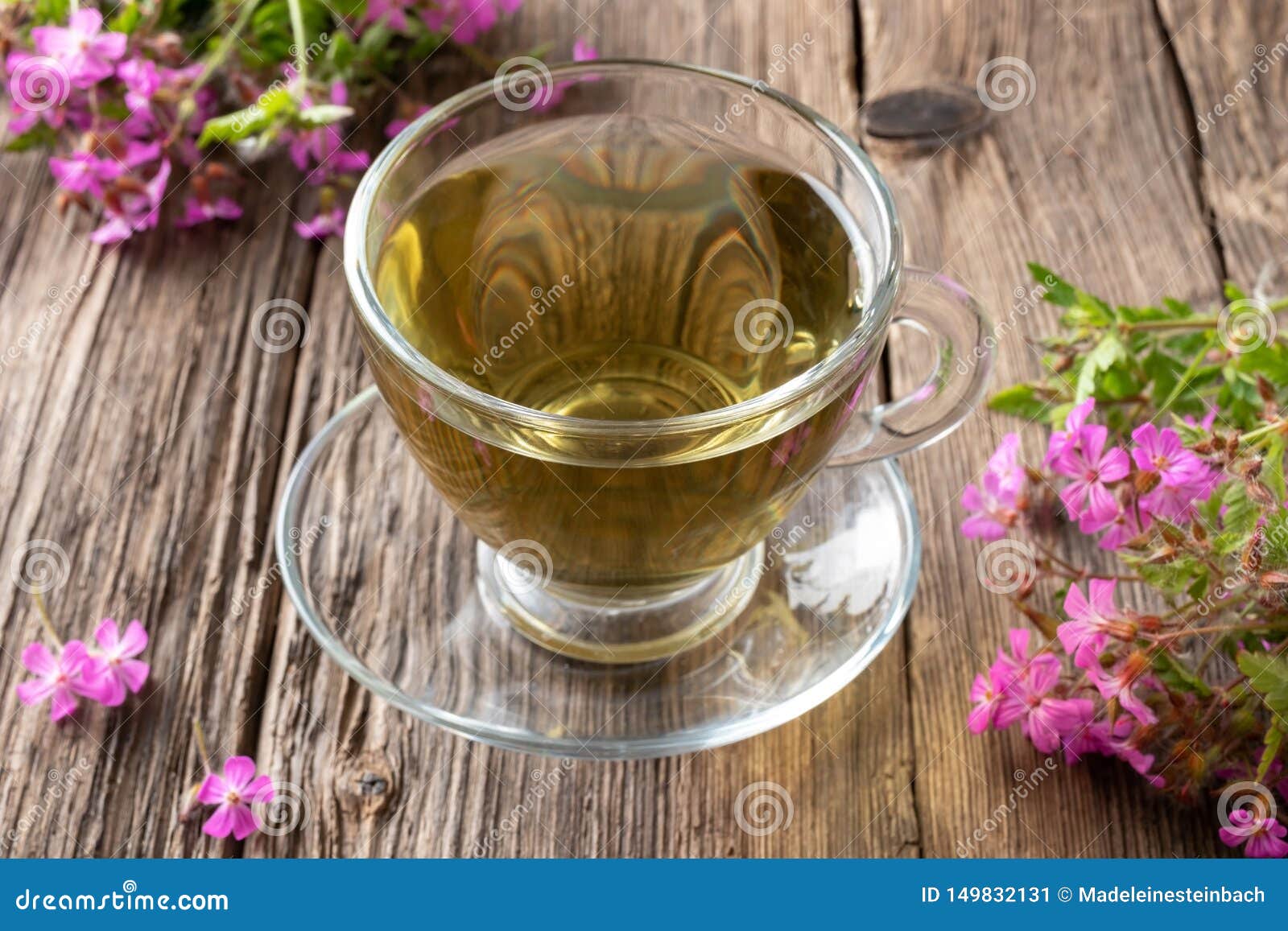 A Cup of Herbal Tea with Fresh HerbRobert Plant Stock Image Image of rustic, robert 149832131