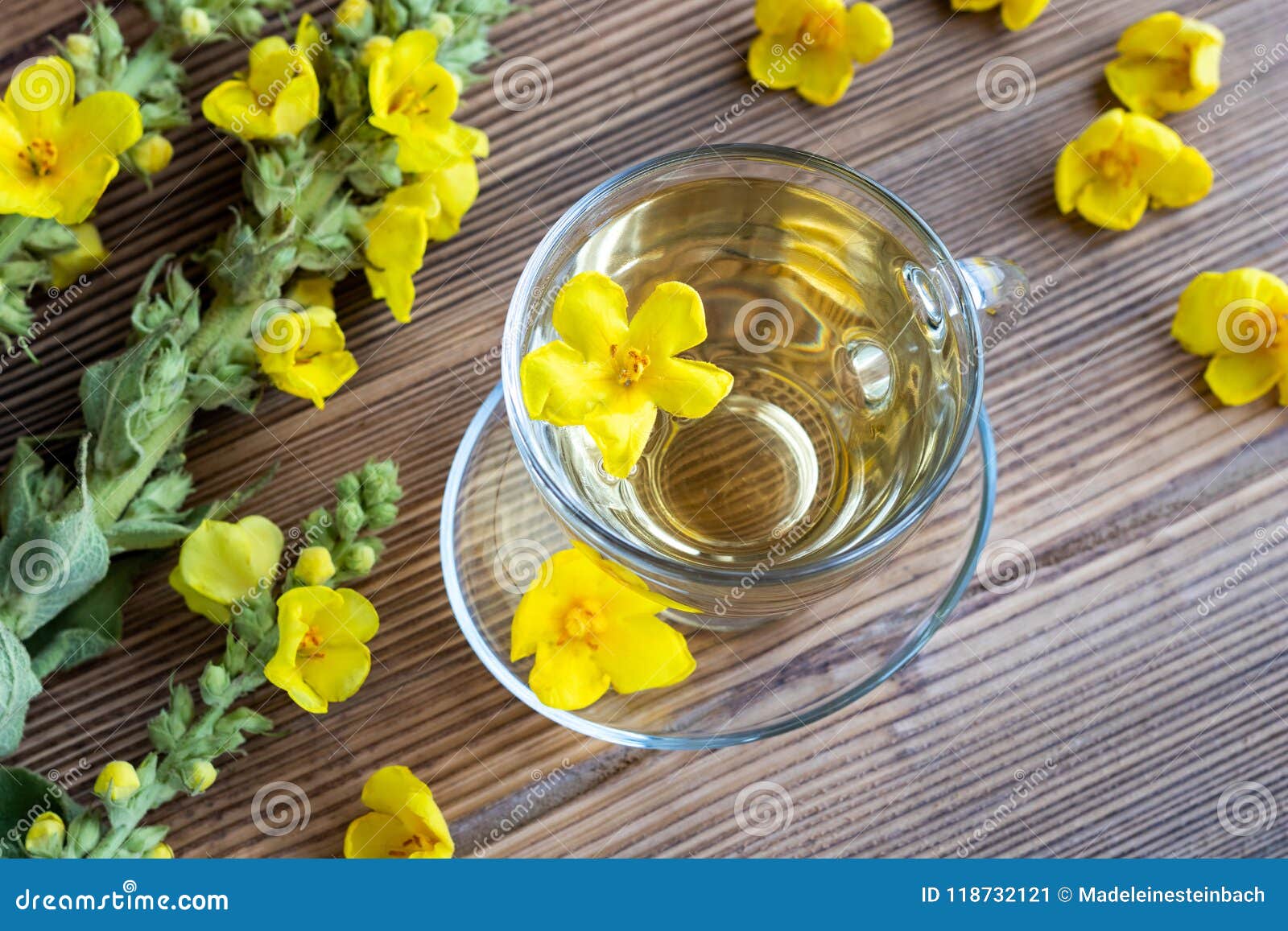 A Cup of Mullein Tea with Fresh Mullein Flowers Stock Image Image of