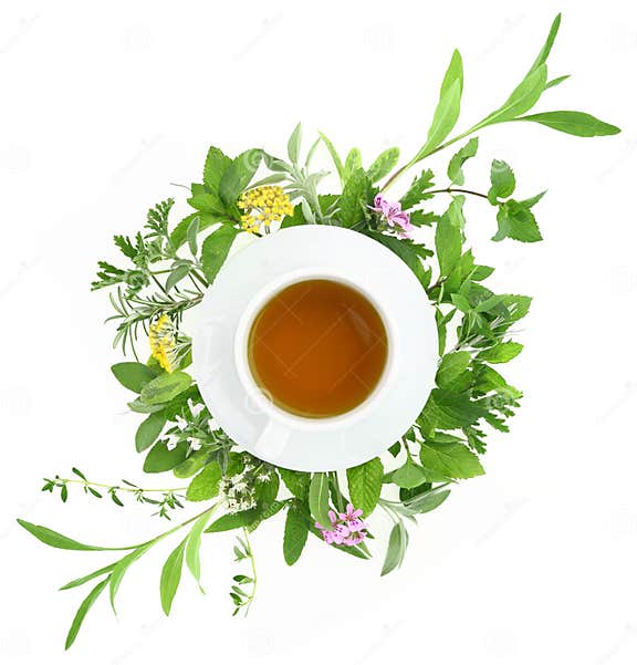 Cup of Tea with Fresh Herbs Stock Image Image of healthy, leaf 31768823