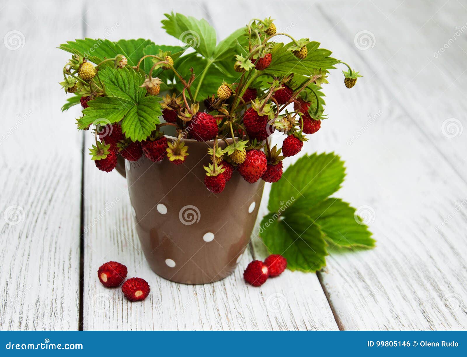 Cup with wild strawberries stock photo. Image of strawberries - 99805146