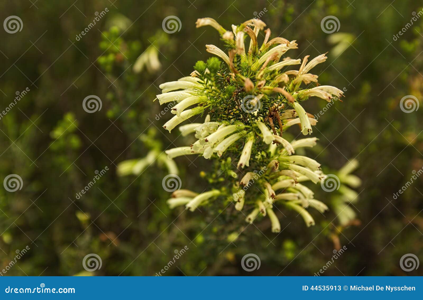 cuphea ignea, cigarette bush, firecracker plant fynbos