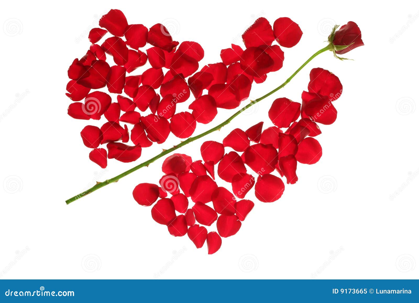 cupid arrow in a red rose petals heart 