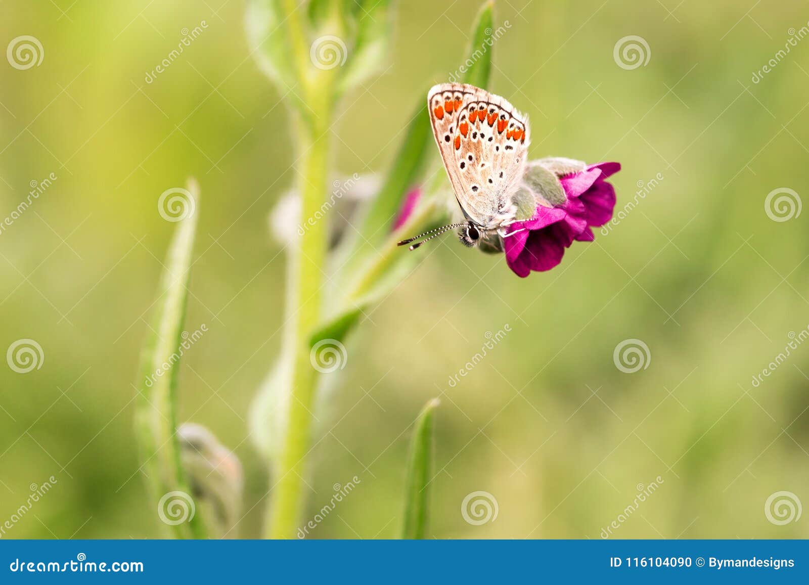 cupido argiades butterflies in nature macro shot