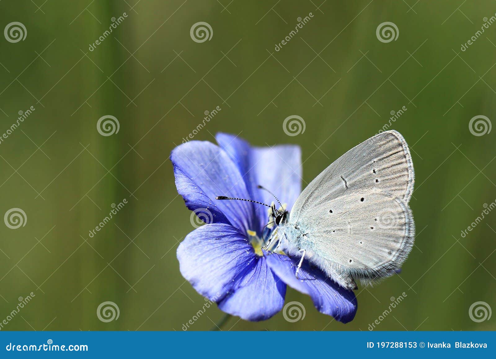 cupido minimus butterfly