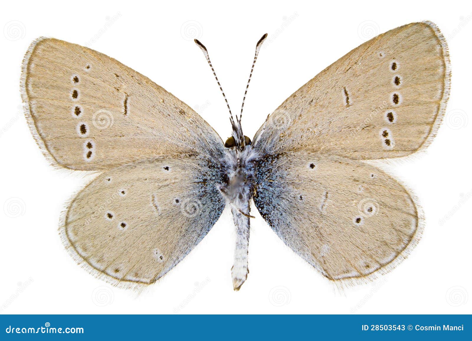 cupido minimus (little blue)