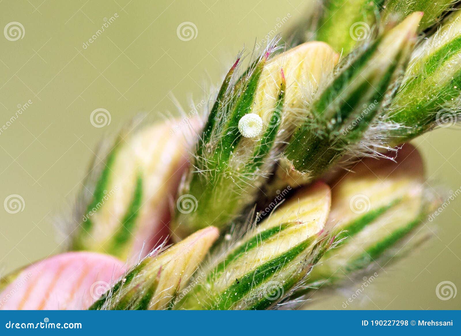 cupido staudingeri ova , staudinger`s blue butterfly egg