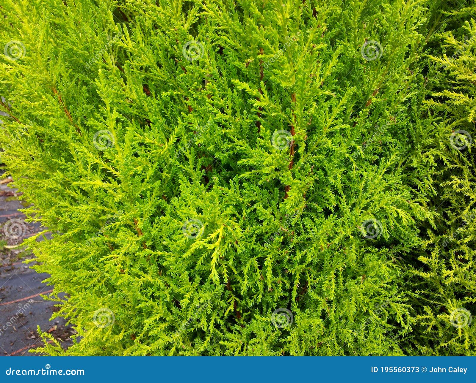 cupressus macrocarpa 'wilma'