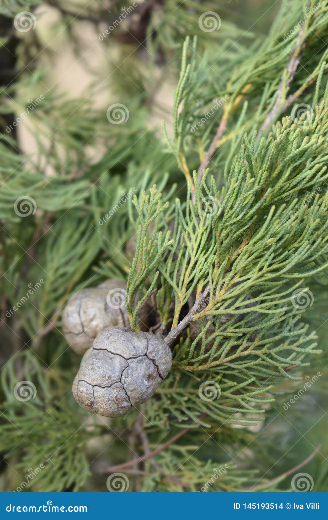 Ιταλικό κυπαρίσσι - λατινικό όνομα - Cupressus sempervirens Pyramidalis