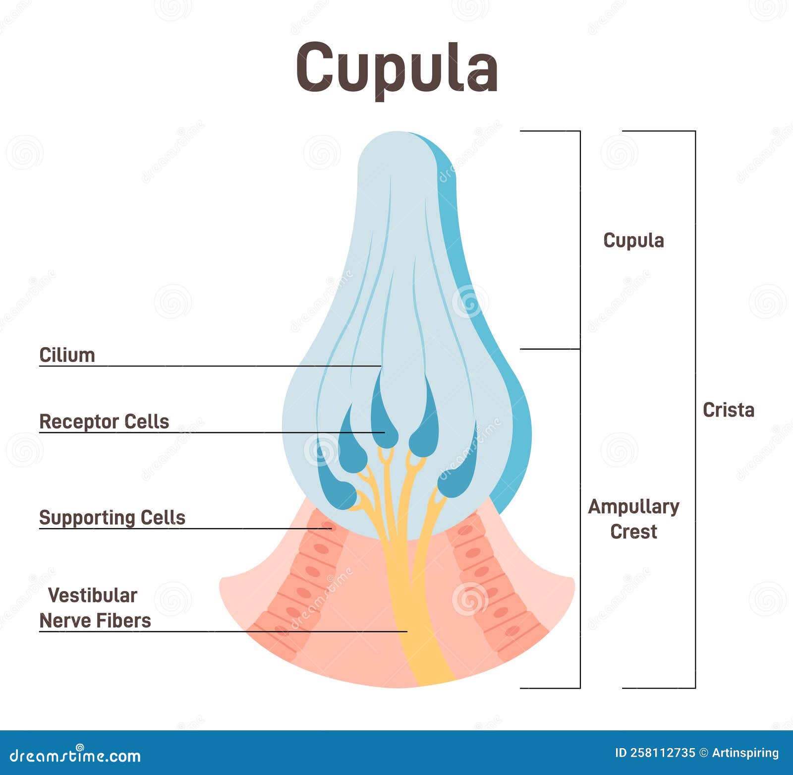cupula, vestibular system organ. inner ear ampullary cupula providing