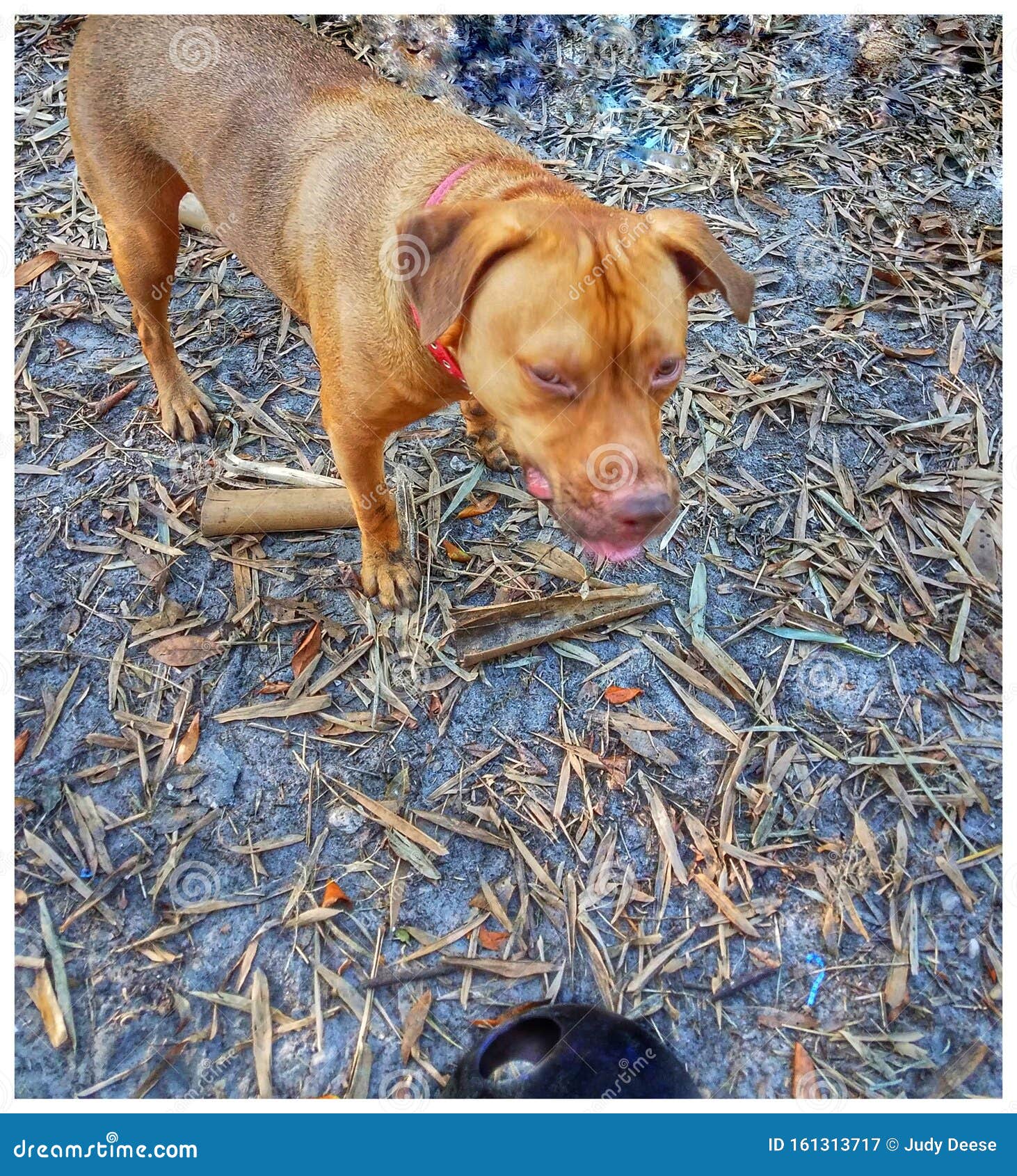 the cu dog contemplates his next move on the soccer ballÃ¢âÂª red dog soccer ball