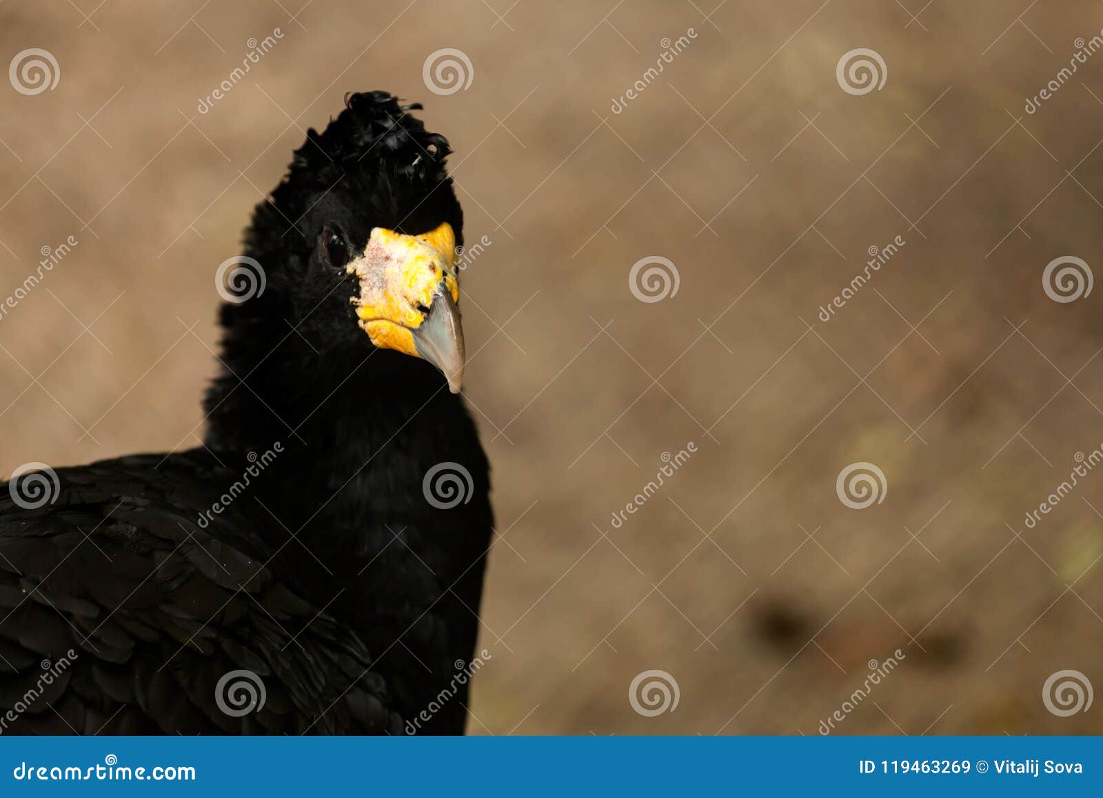 Curassow Noir Doiseau Image Stock Image Du Bouclé 119463269