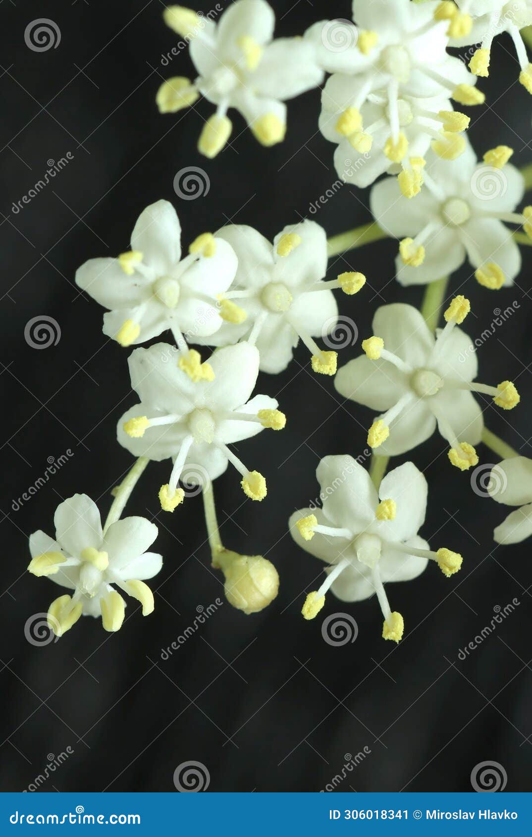 curative black elder bush blooming