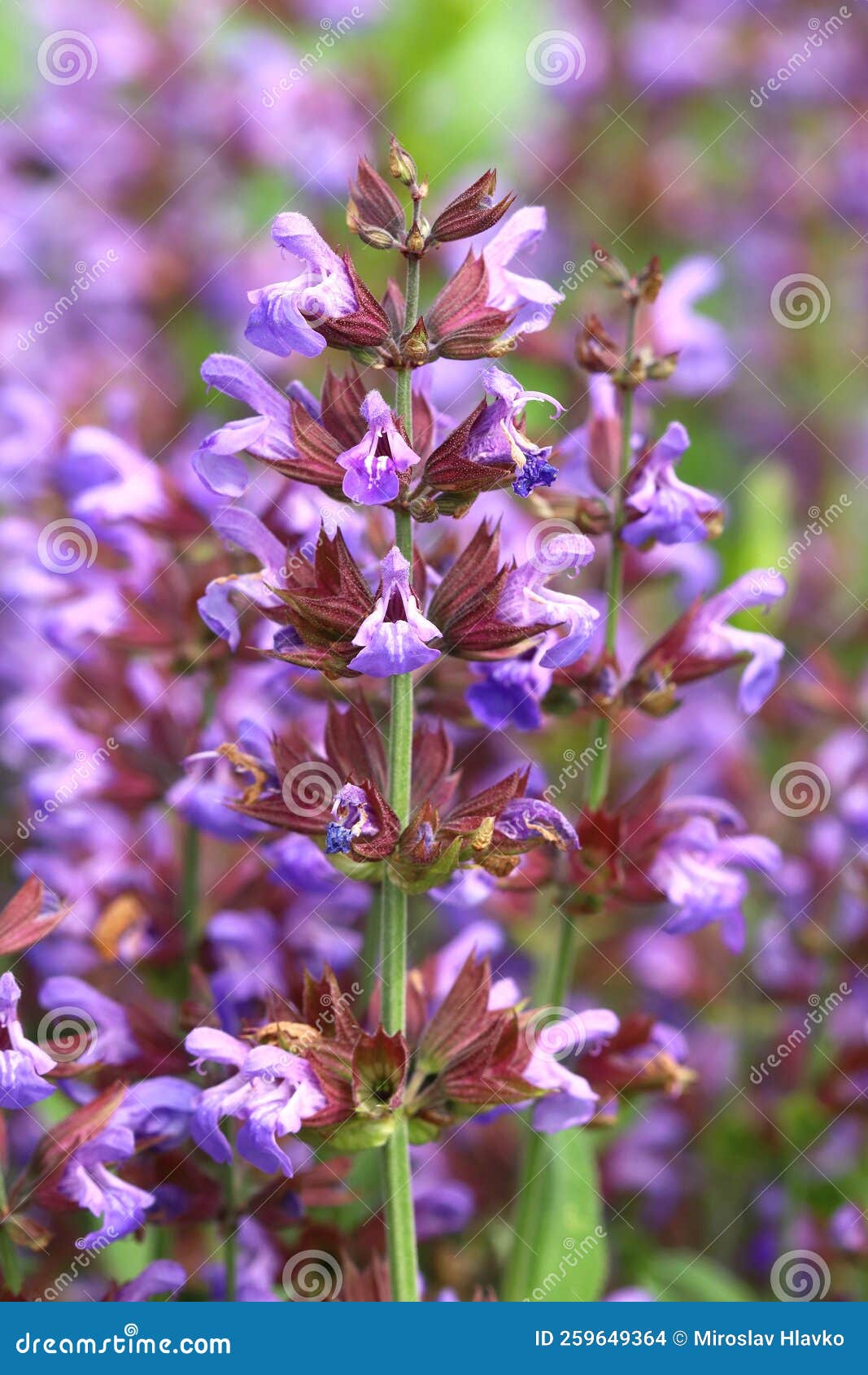 Curative Common Sage in Garden Stock Photo Image of sage, blooming