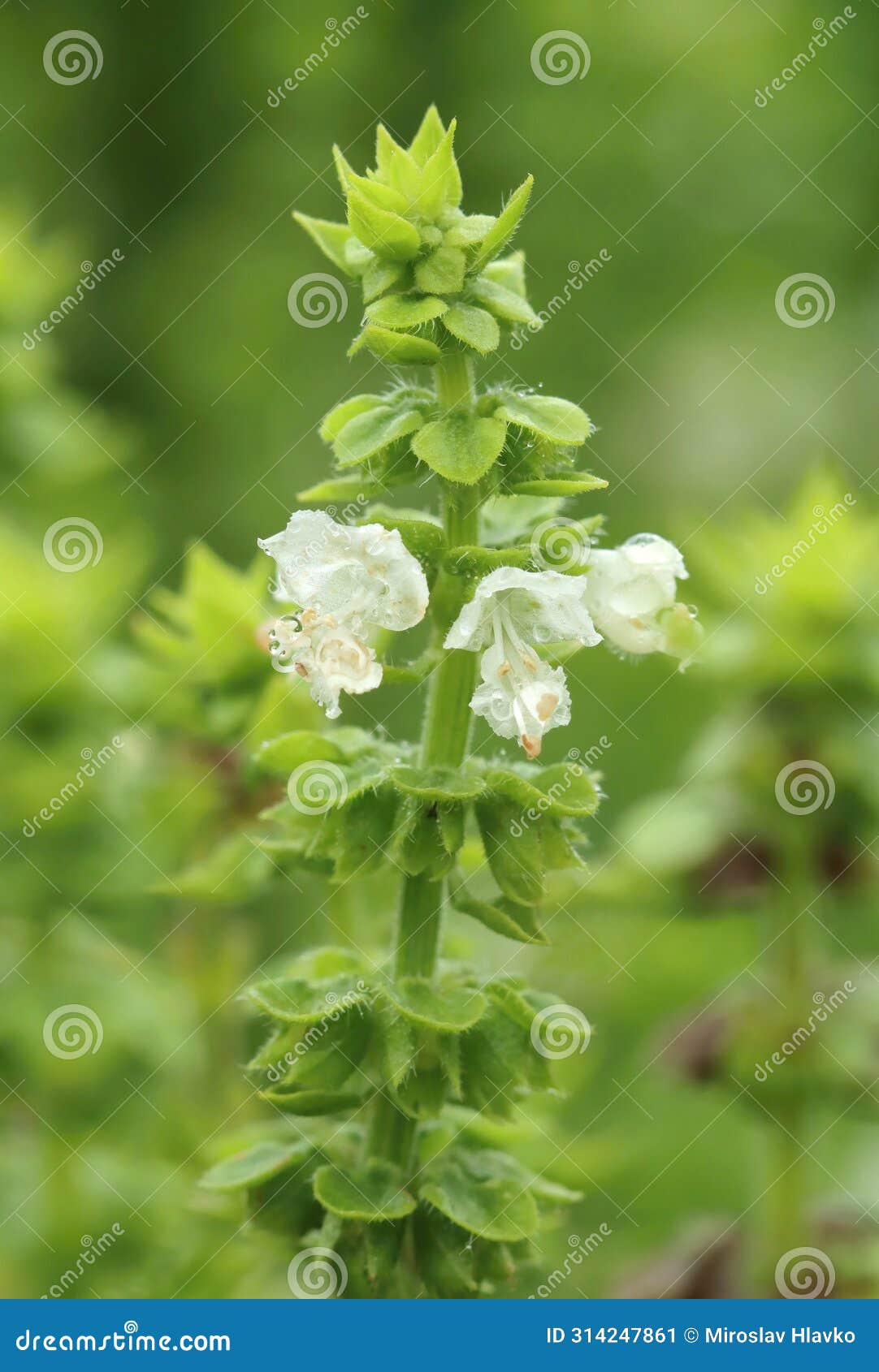 curative great basil plant blooming