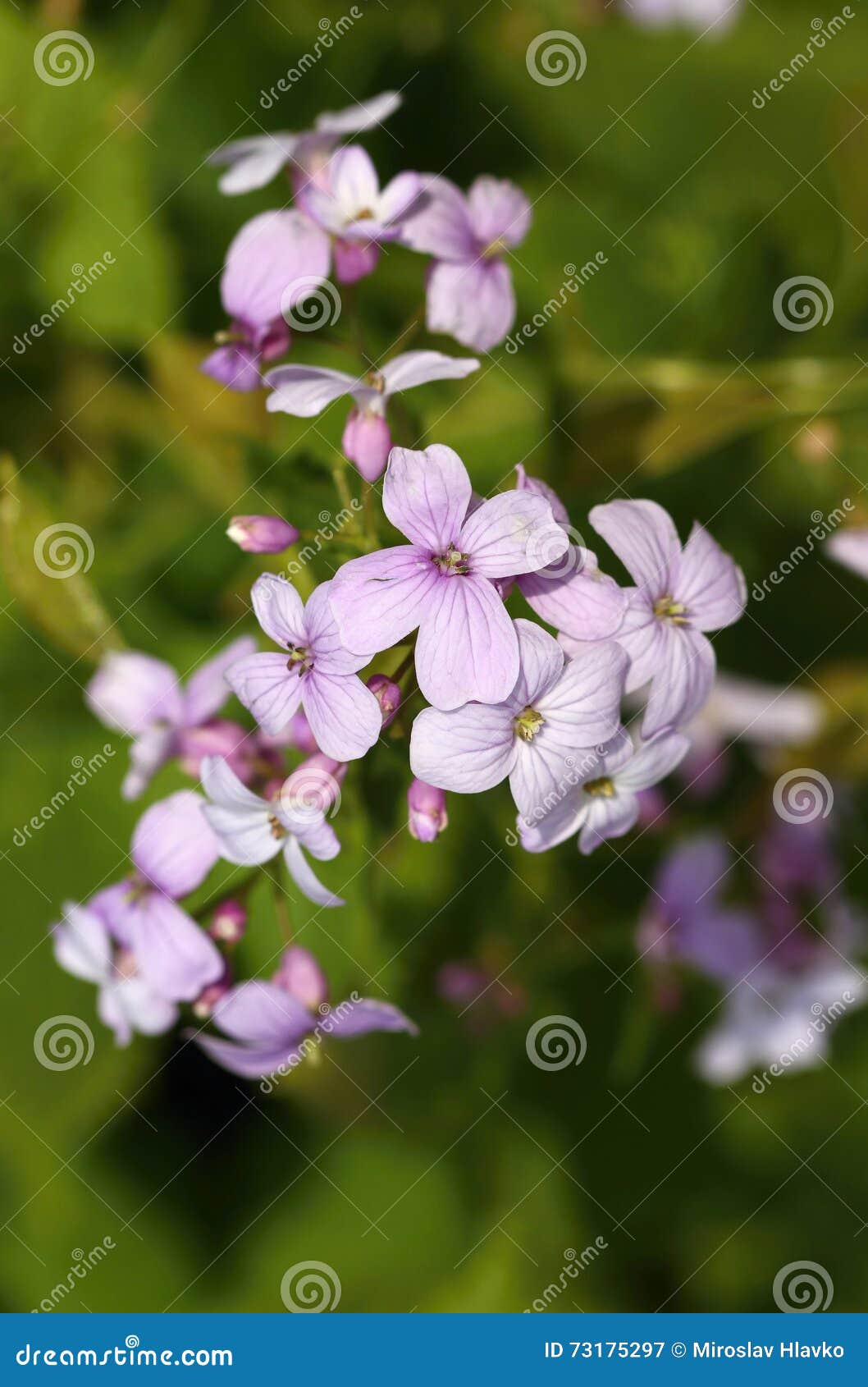 curative lunaria rediviva