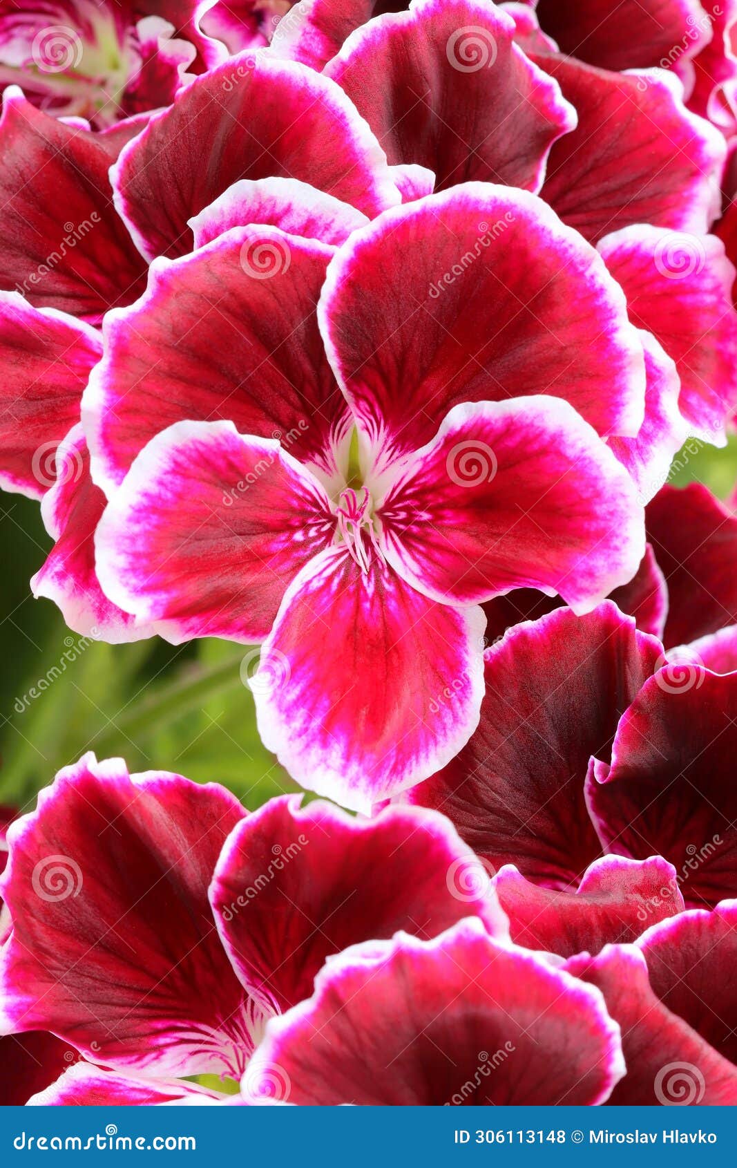 curative red pelargonium in blossom