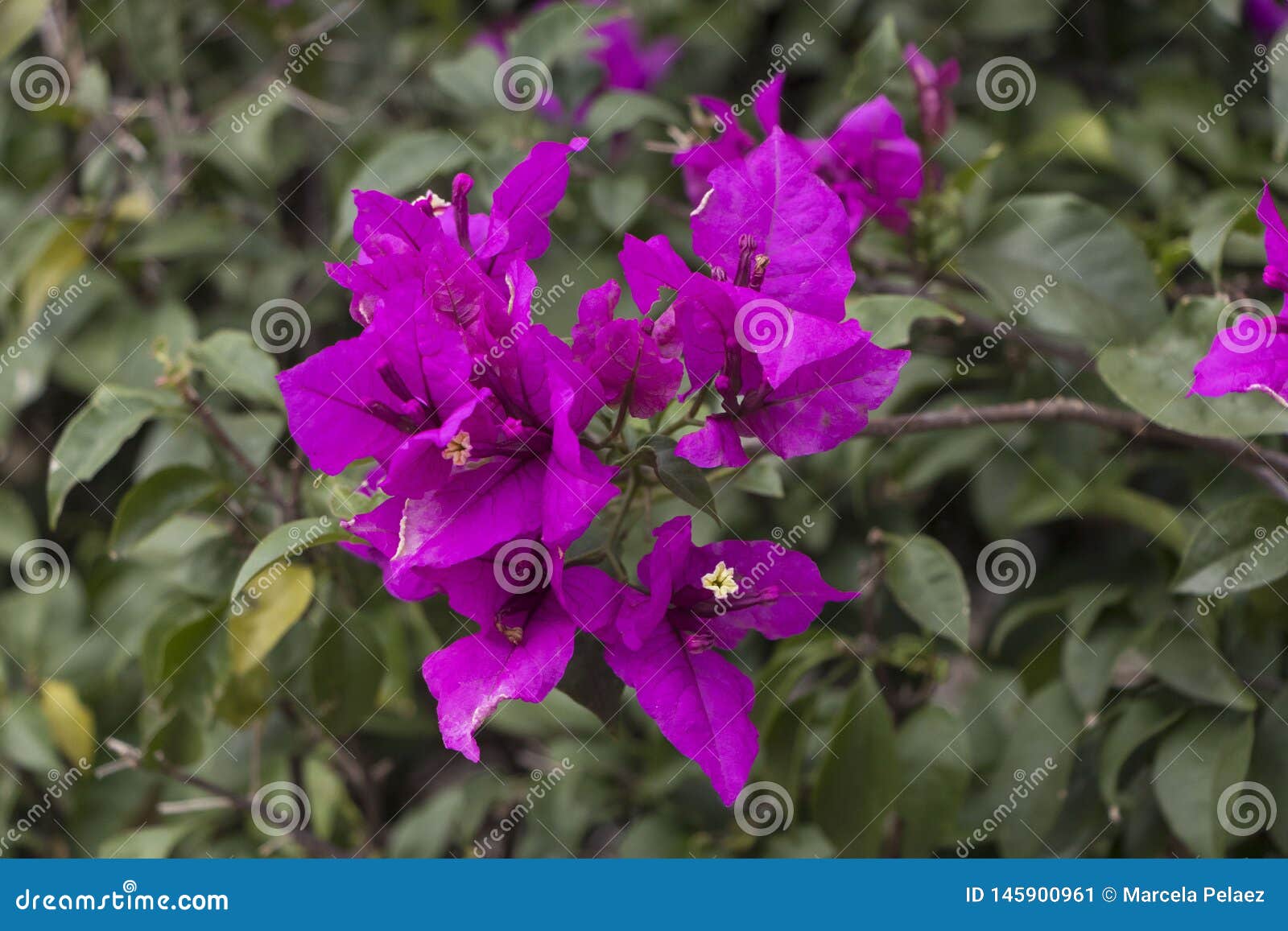 curazao or bougainvillea flowers with purple flowers with fresh green leaves in summer light with space for text