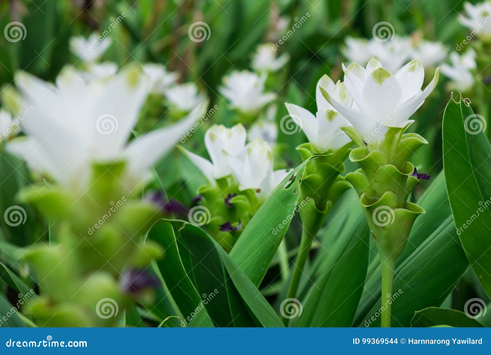 A Curcuma Branca Floresce a Flor Da Tulipa De Sião No Jardim Da Plantação  Ou O Parque Para Decora a área Da Paisagem Ou a Jardina Foto de Stock -  Imagem de