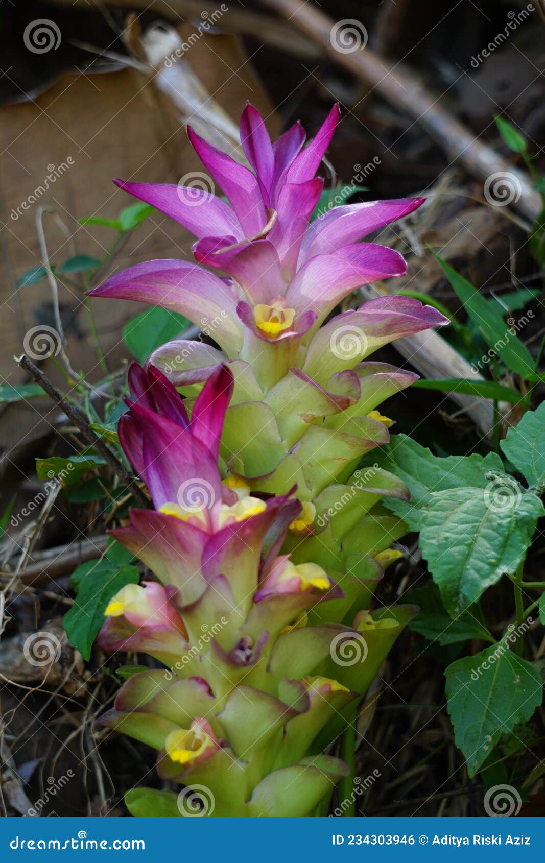 Curcuma Longa De Flor Tumerica Con Fondo Natural. Foto de archivo - Imagen  de indonesio, travieso: 234303946