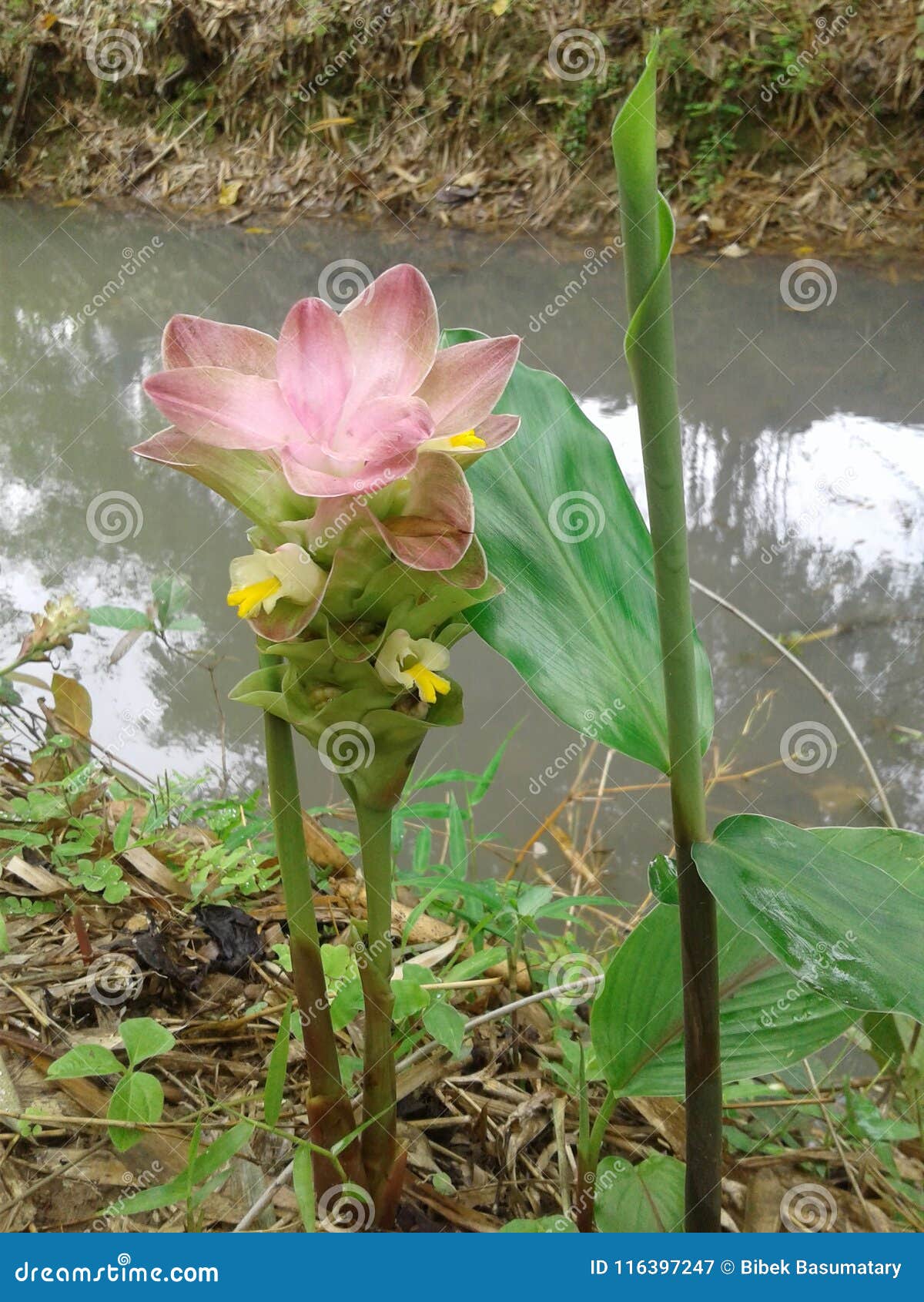 Curcuma Longa Fiore Della Curcuma Immagine Stock Immagine Di Nave Pianta