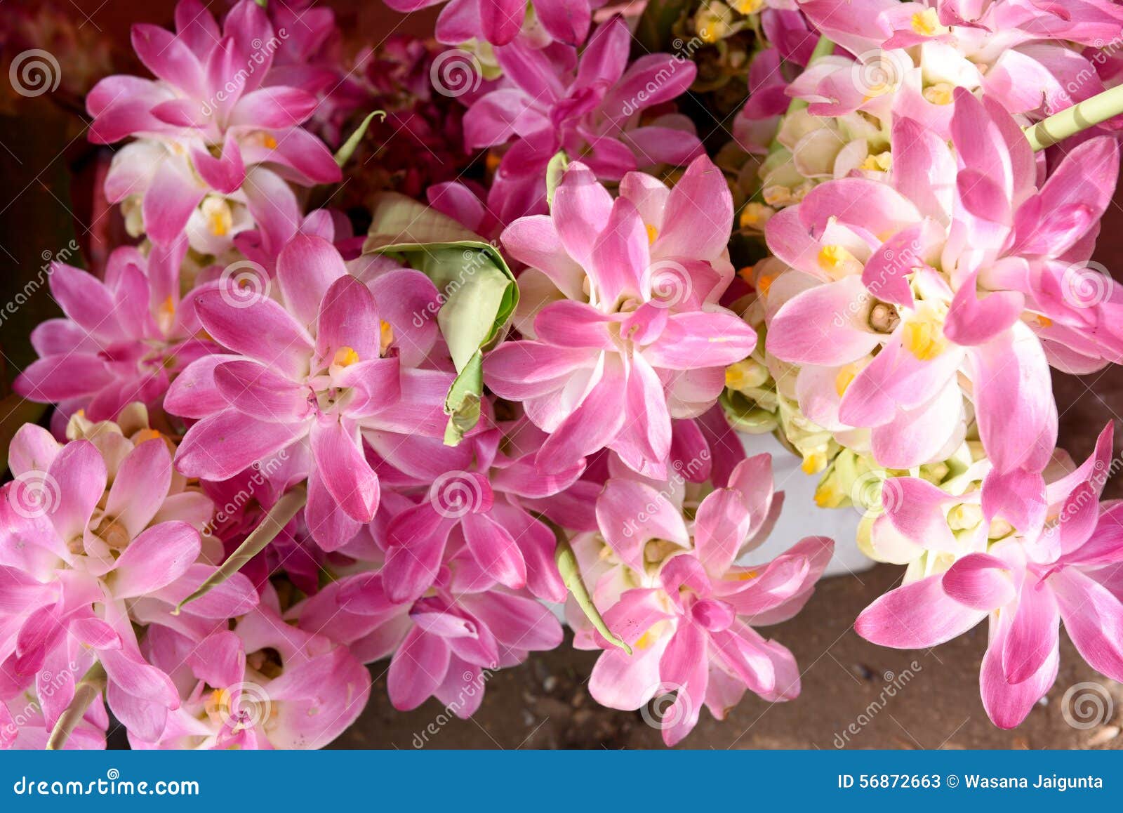 Curcuma Xanthorrhiza ,flowers Stock Image Image of drug, active 56872663