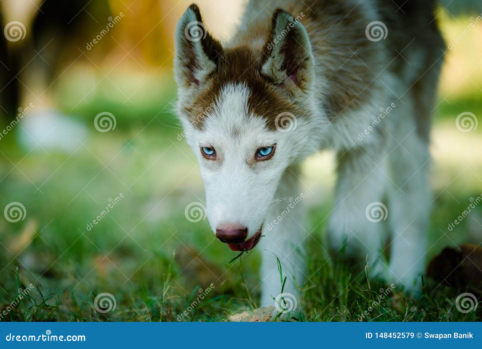 Droll Blue Cute Siberian Husky Puppies